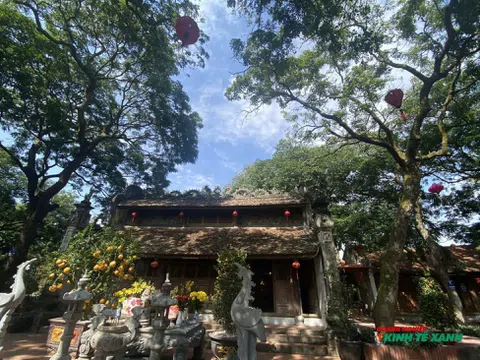 "Báu vật" xanh dưới chân đền Cao