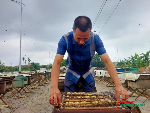 Mùa của những giọt “mật vàng” trên vùng đất vải