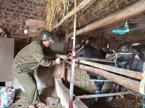 Hà Tĩnh: Chủ động phòng, chống dịch bệnh gia súc, gia cầm năm 2026