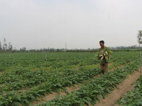 Hà Tĩnh: Vựa rau trên vùng cát trắng sẵn sàng phục vụ thị trường tết