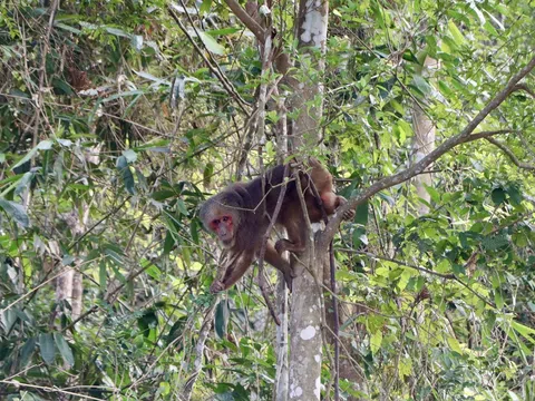 Hà Tĩnh: Thả 23 cá thể khỉ quý hiếm về môi trường tự nhiên