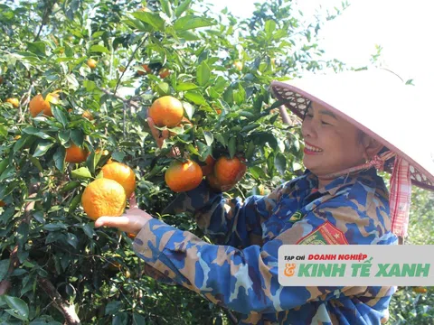 Người trồng cam bù Hà Tĩnh phấn khởi chuẩn bị cho thị trường tết