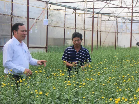 Làng hoa Xuân Sơn vượt khó đón vụ hoa Tết