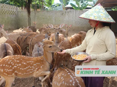 Hà Tĩnh: Phát triển chăn nuôi hươu sao theo hướng bền vững