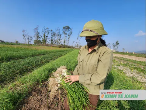 Hà Tĩnh: Nông dân phấn khởi khi hành tăm đầu mùa được giá