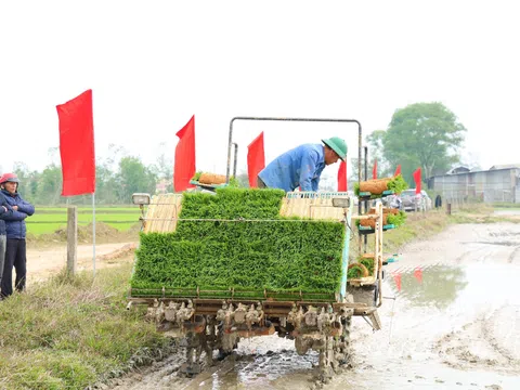 Triển khai sản xuất lúa giảm phát thải nhà kính tại xã Toàn Lưu