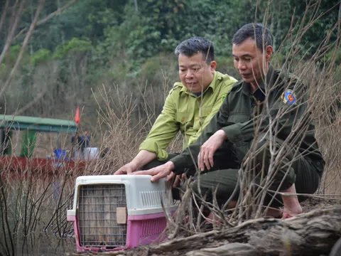 Tái thả nhiều động vật hoang dã về môi trường tự nhiên