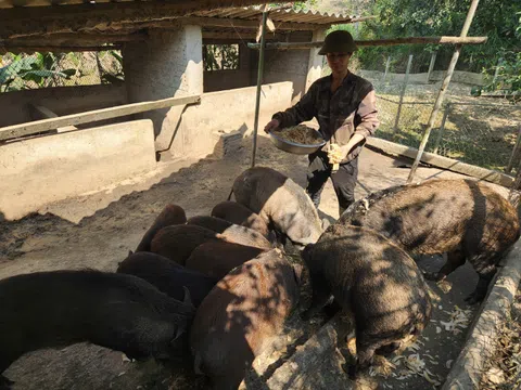 Hà Tĩnh: Lợn rừng "đắt khách" dịp Tết