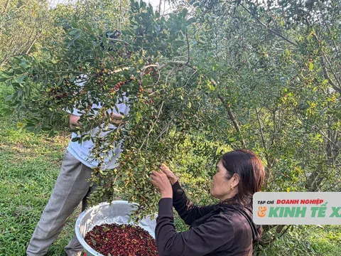 Đưa cây dâu rừng về nhà trồng cho đẹp, ai ngờ tạo ra thu nhập khủng