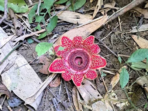 Ghi nhận bổ sung loài thực vật mới tại VQG Phong Nha - Kẻ Bàng