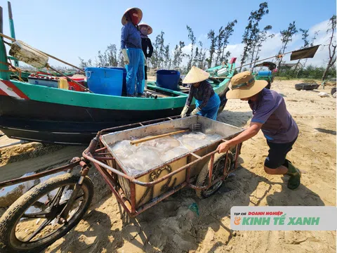 Ngư dân Hà Tĩnh vươn khơi đánh bắt sứa biển