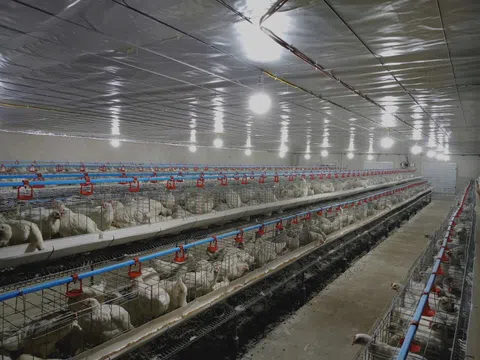 Triển vọng từ mô hình nuôi gà siêu trứng ở xã Mai Hoa