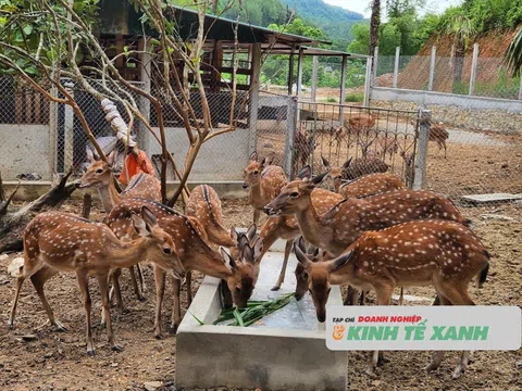 Nuôi hươu sao góp phần phát triển kinh tế ở xã Sơn Giang