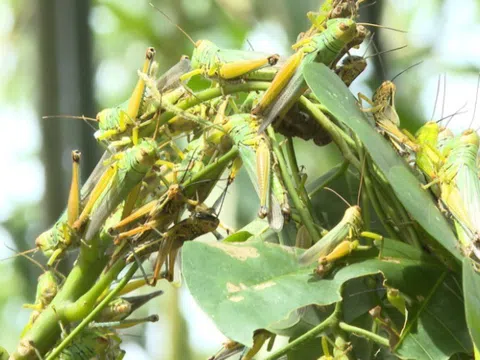Quảng Trị: Tăng cường phòng, chống châu chấu tre phá hoại cây trồng trên địa bàn