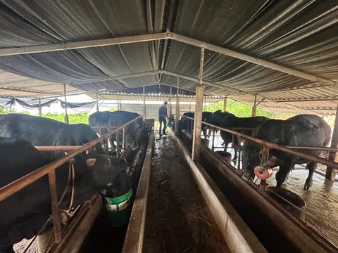 Quảng Trị: Phát triển nuôi bò thịt chất lượng cao