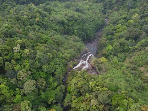 Quảng Trị: Phê duyệt hơn 91 nghìn ha rừng giao doanh nghiệp quản lý