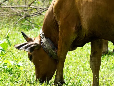 Quảng Trị: Nông dân nuôi bò bằng công nghệ số