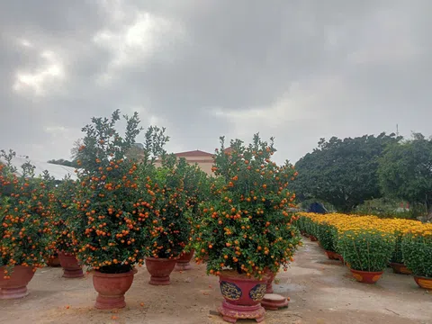 Quảng Trị: Hoa Tết "vắng khách", thương lái thấp thỏm