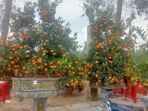 Hà Tĩnh triển khai  đồng bộ các nhiệm vụ, giải pháp phục vụ Nhân dân đón Tết