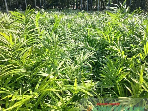 HTX nông lâm Hà Thành: Đưa mây rừng thành sinh kế bền vững