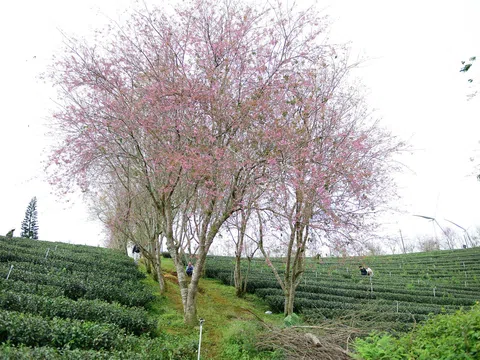 Mai anh đào bung nở trên đồi chè Cầu Đất, du khách mê mẩn check-in dịp Tết Dương lịch