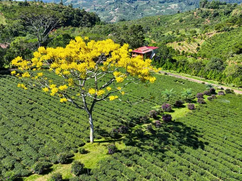 Ghé thăm Tu viện Bát Nhã – Nơi phượng vàng rực rỡ mùa xuân ở Bảo Lộc