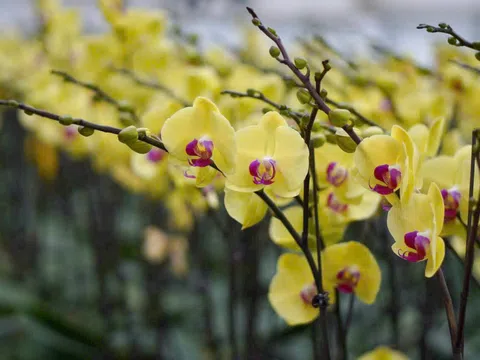 Giữ nhịp nở cho mùa hoa Tết ở “thủ phủ” Mê Linh