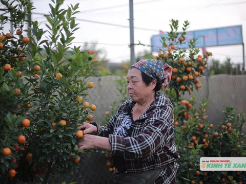 Làng quất Tứ Liên vào mùa Tết: Sắc xuân rộn rã giữa Thủ đô