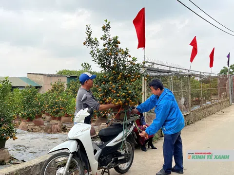 Thị trường quất cảnh Hà Nội sôi động sớm trước Tết Bính Ngọ