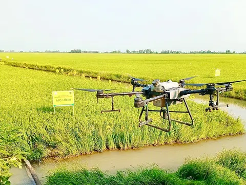 AWD – “chìa khóa xanh” cho ruộng lúa Việt: Giảm phát thải, mở đường tín chỉ các-bon