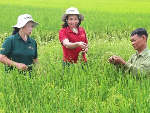 Tăng cường vai trò hợp tác xã trong chuỗi giá trị nông nghiệp gắn với doanh nghiệp