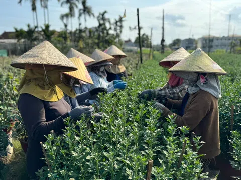 Quảng Ngãi: Thủ phủ hoa cúc miền Trung nhộn nhịp vào mùa Tết Bính Ngọ 2026