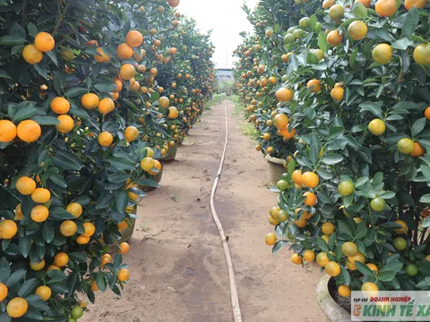 Đà Nẵng: Quất cảnh Hội An Tây vào vụ Tết Bính Ngọ 2026