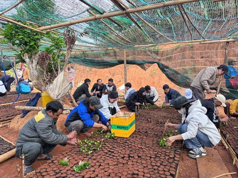 Quảng Ngãi: 300 người tham gia làm cây giống giúp đồng bào phát triển vườn cà phê đặc sản