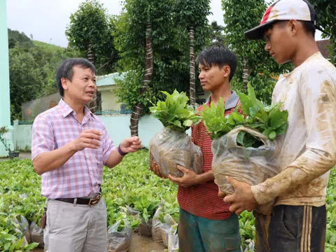 Giải Pickleball kiến tạo vườn cà phê đặc sản cho đồng bào Xơ Đăng tại Quảng Ngãi