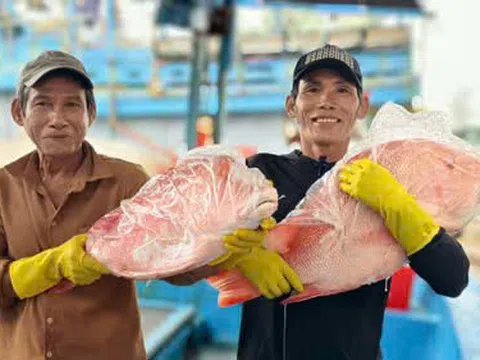 Ngư dân Quảng Ngãi trúng đậm mùa biển, cảng cá nhộn nhịp ngày tàu về