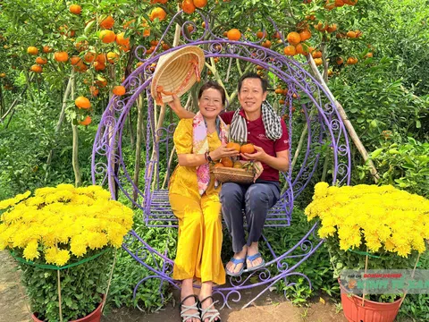 Cần Thơ: Sắc quýt chín thu hút khách tham quan dịp cuối năm
