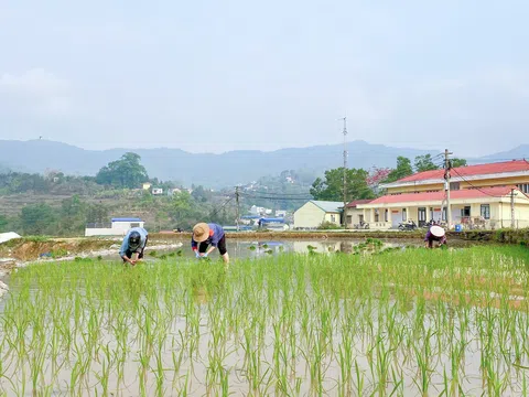 Thích ứng sản xuất vụ Xuân ở Tuyên Quang, hướng đi bền vững cho nông nghiệp vùng cao