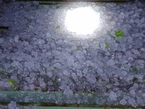 Tuyên Quang: Mưa đá trái mùa gây thiệt hại hoa màu, hàng trăm hộ dân bị ảnh hưởng