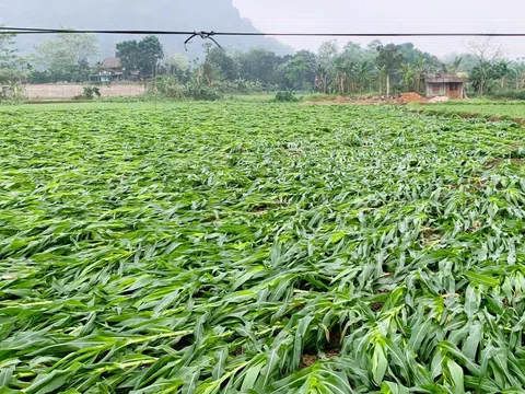 Mưa dông gây thiệt hại nghiêm trọng tại Tuyên Quang: 1 người tử vong, hàng trăm nhà dân bị tốc mái