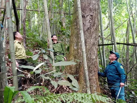 Tuyên Quang ban hành văn bản “nóng” tăng cường phòng cháy, chữa cháy rừng