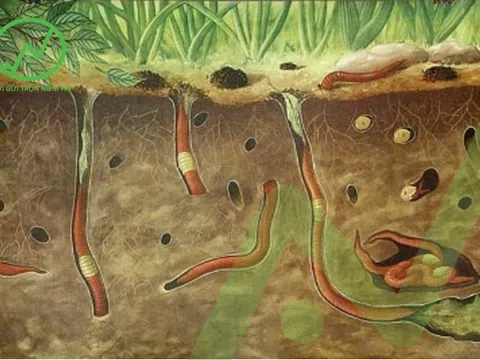 “Người thợ thầm lặng” miệt mài cải tạo đất canh tác