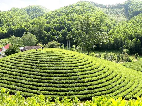 Mùa xuân trên những đồi chè Thái Nguyên