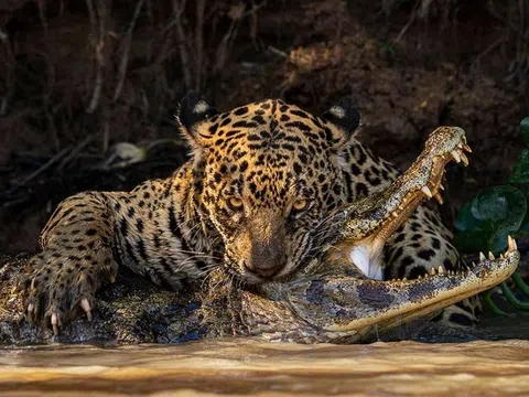 Chung tay gìn giữ đa dạng sinh học toàn cầu