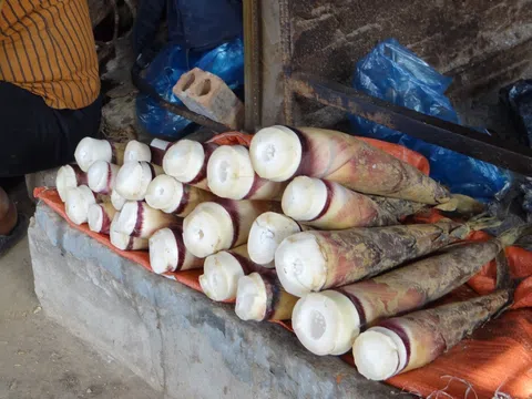 Thưởng thức măng rừng Đà Bắc Dân dã mà đậm đà