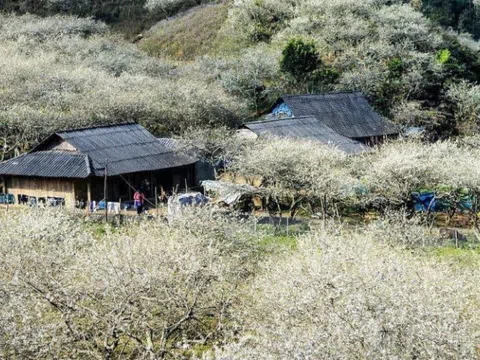 Nương mận trên đỉnh Phiêng Khoang