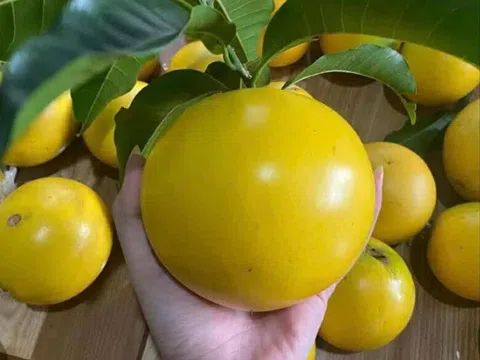 Vú sữa Hoàng Kim đặc sản miệt vườn Nam bộ