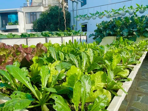 Đánh thức giá trị từ mảnh vườn bị lãng quên