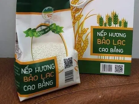Gạo nếp hương Bảo Lạc đặc sản OCOP Cao Bằng