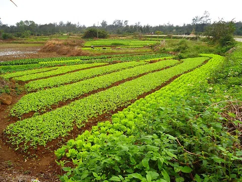 Thực hành nông nghiệp xanh là thiết thực bảo vệ môi trường